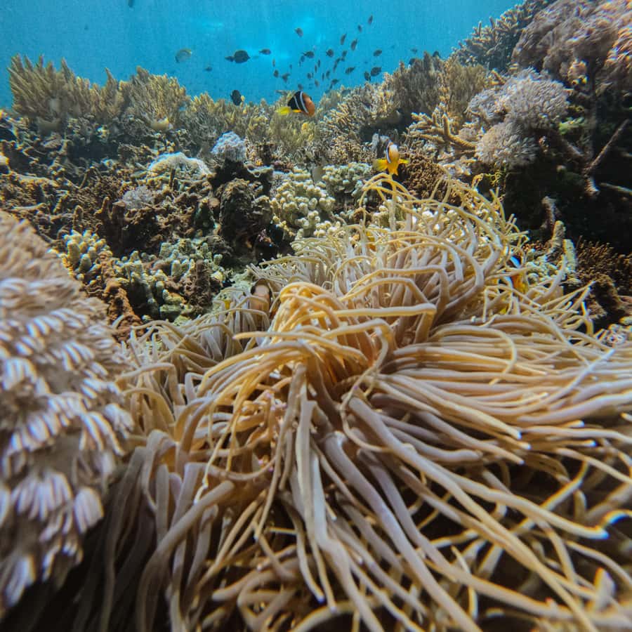 ペニダ島：マンタポイントでのシュノーケリングと西海岸ツアーをお