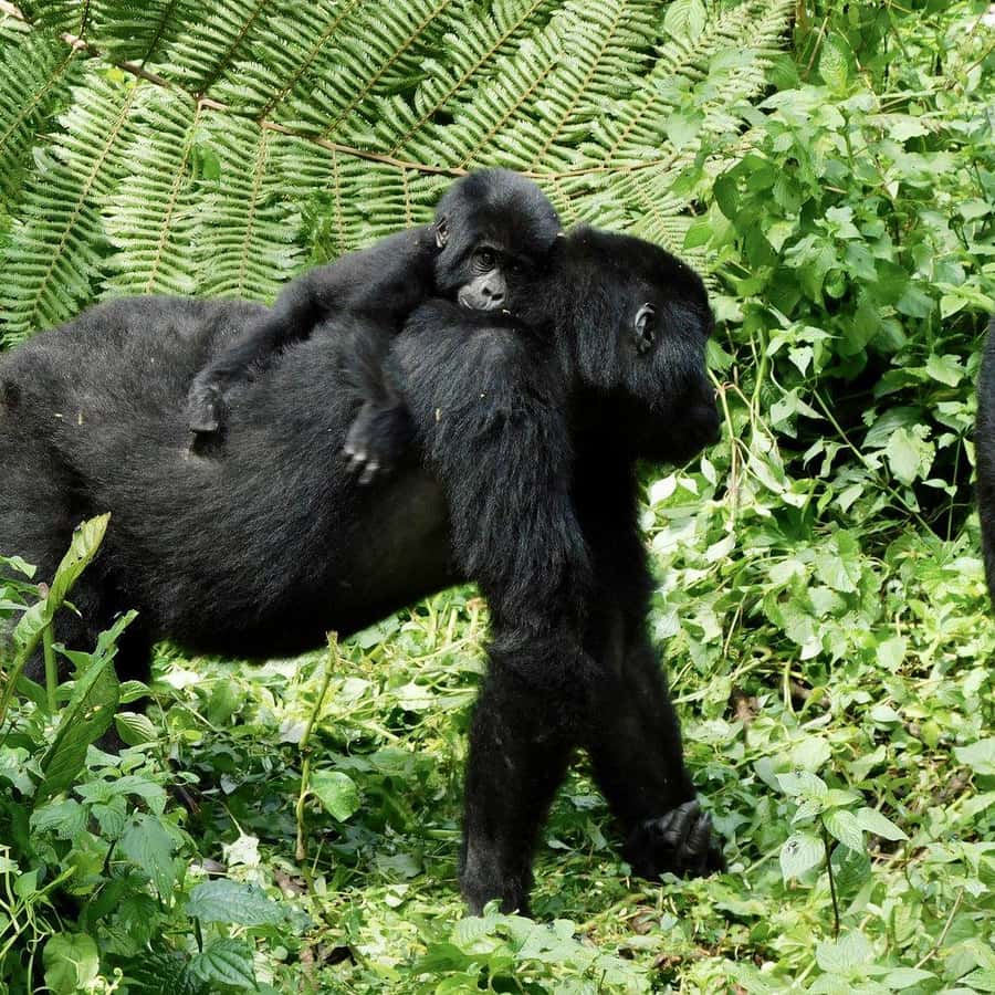 ゴリラページ アニア AL-29 ゴリラ | Toys”R”Us – Japan