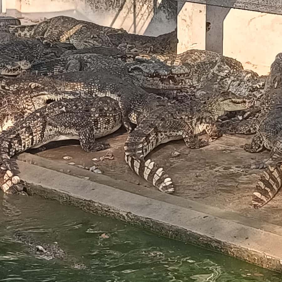Colagem de mídia