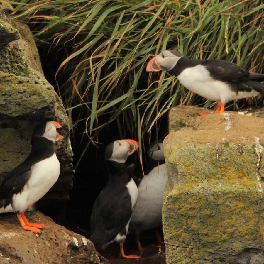 Reykjavik: Puffin Watching Tour