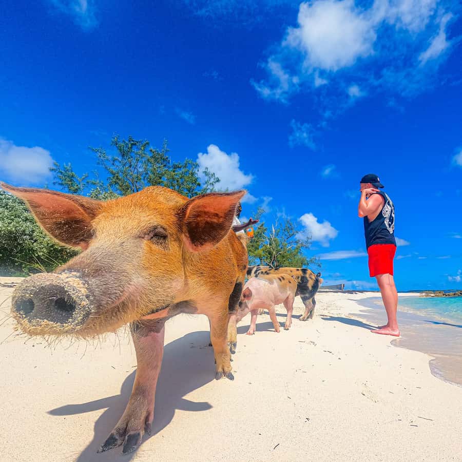 Nassau: Pigs Beach Trip by Boat with Swimming and Feeding