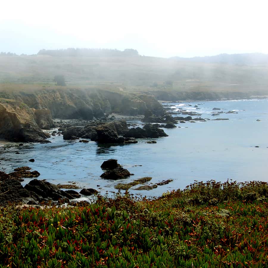 San Francisco: Monterey and Carmel Day Tour