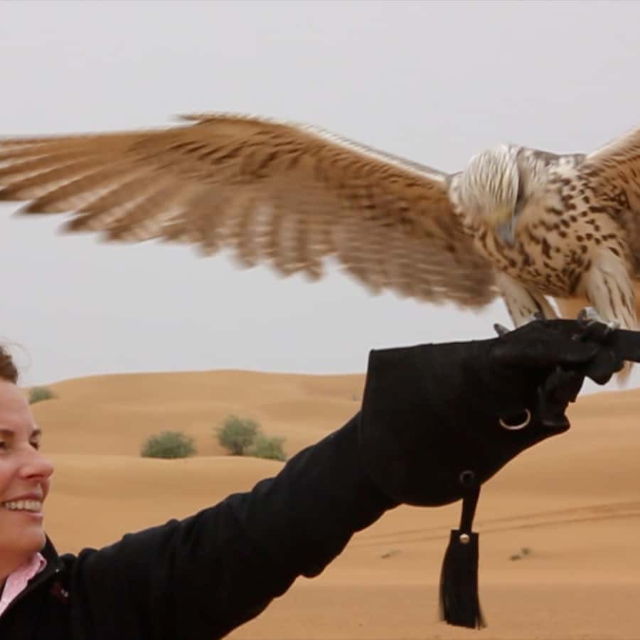 杜拜獵鷹狩獵之旅| GetYourGuide