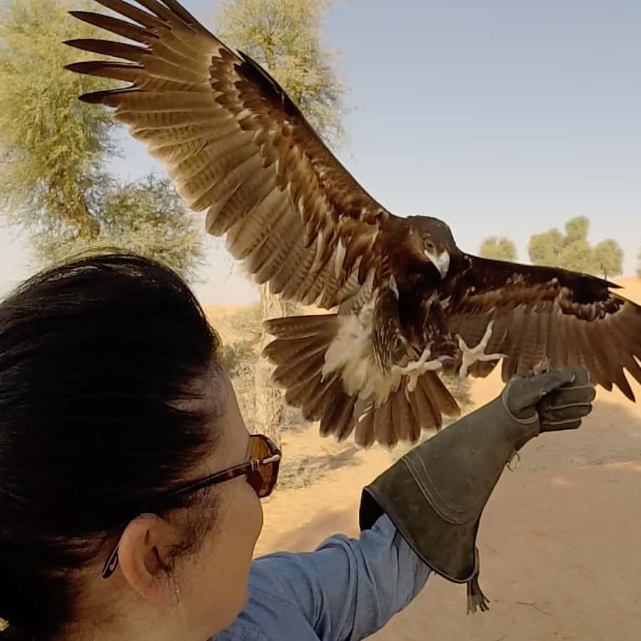 ドバイ鷹狩りサファリ | GetYourGuide