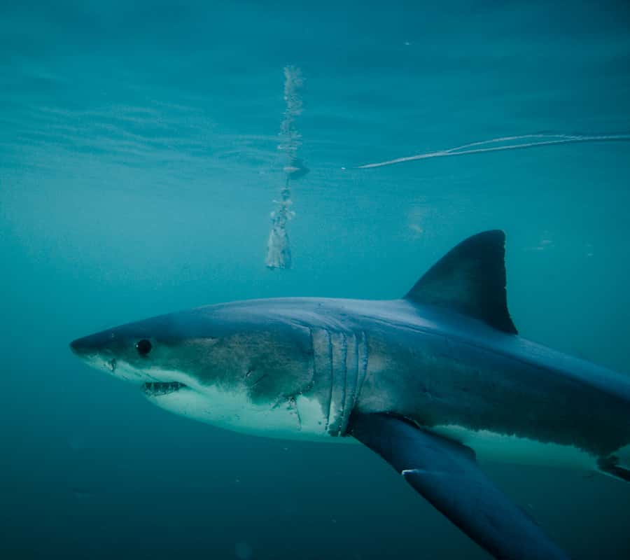 From Hermanus or Cape Town: Shark Cage Diving Experience