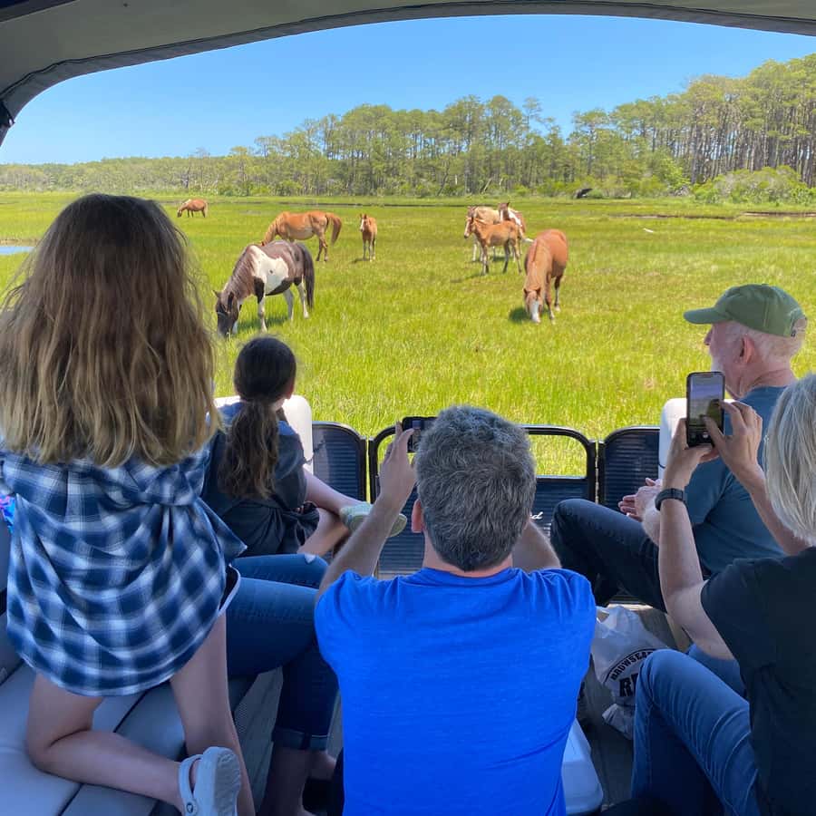 Chincoteague: Premier Pony & Wildlife Small Group Boat Tour