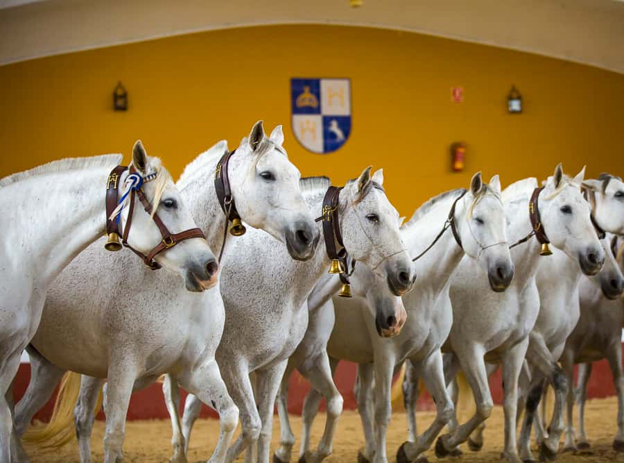 Yeguada Cartuja Hierro del Bocado (Ronda)