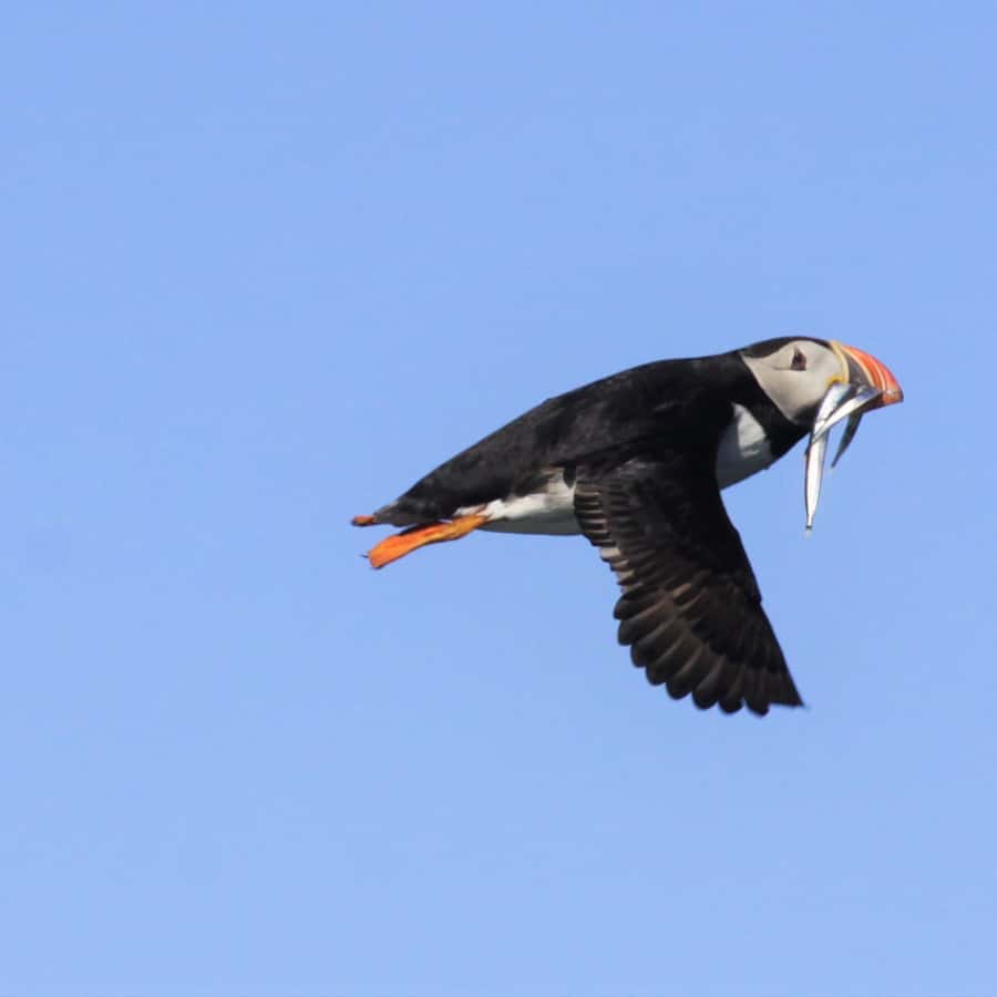Reykjavik: Puffin Watching Tour