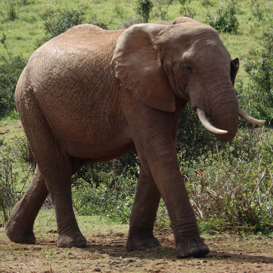 Museu Americano de História Natural | Salões e exposições de mamíferos, image size:900x900