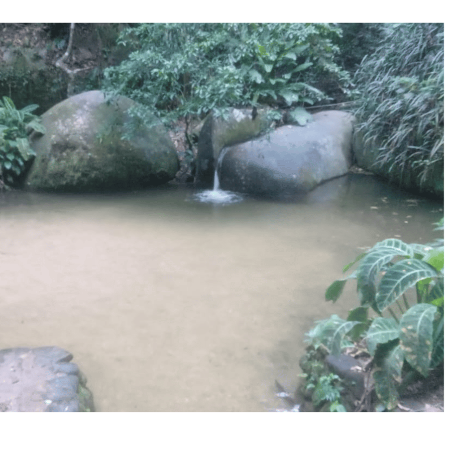 Floresta da Tijuca GetYourGuide