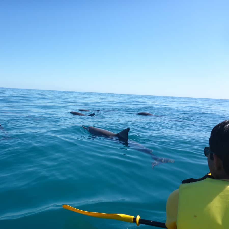 Noosa: Dolphin Sea Kayak & Beach 4X4 Tour (in National Park)