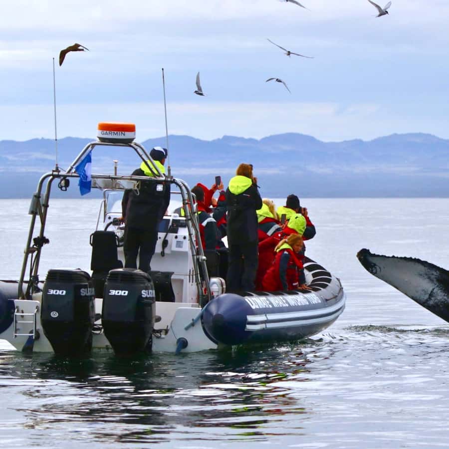 Reykjavik: Whale and Puffin Watching RIB Boat Tour
