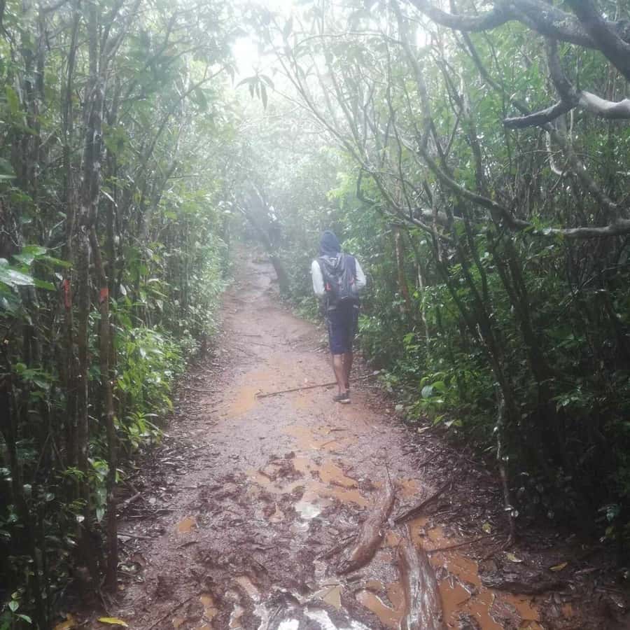 피톤 드 라 쁘띠 리비에르 누아르 하이킹 | GetYourGuide