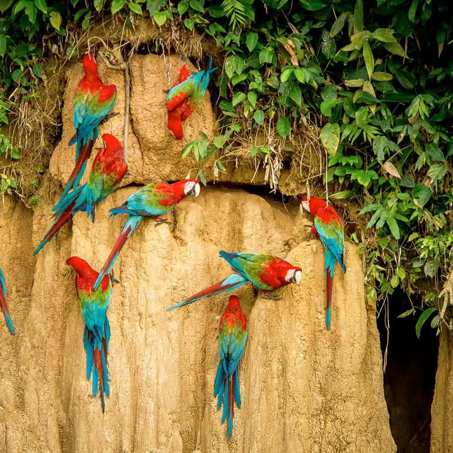 馬爾多納多港：遊覽Chuncho 黏土舔| GetYourGuide