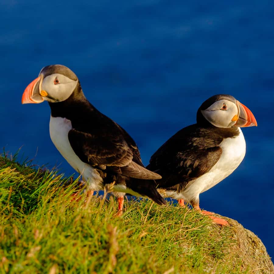 Reykjavik: Puffin Watching Tour