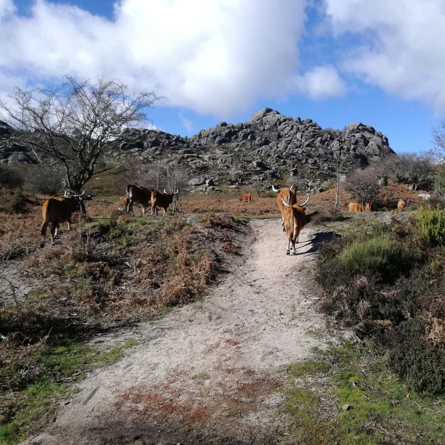 Colagem de mídia