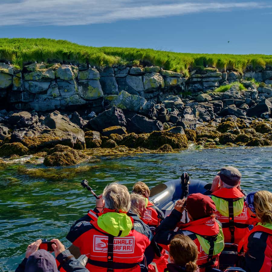Reykjavik: Puffin Watching Tour