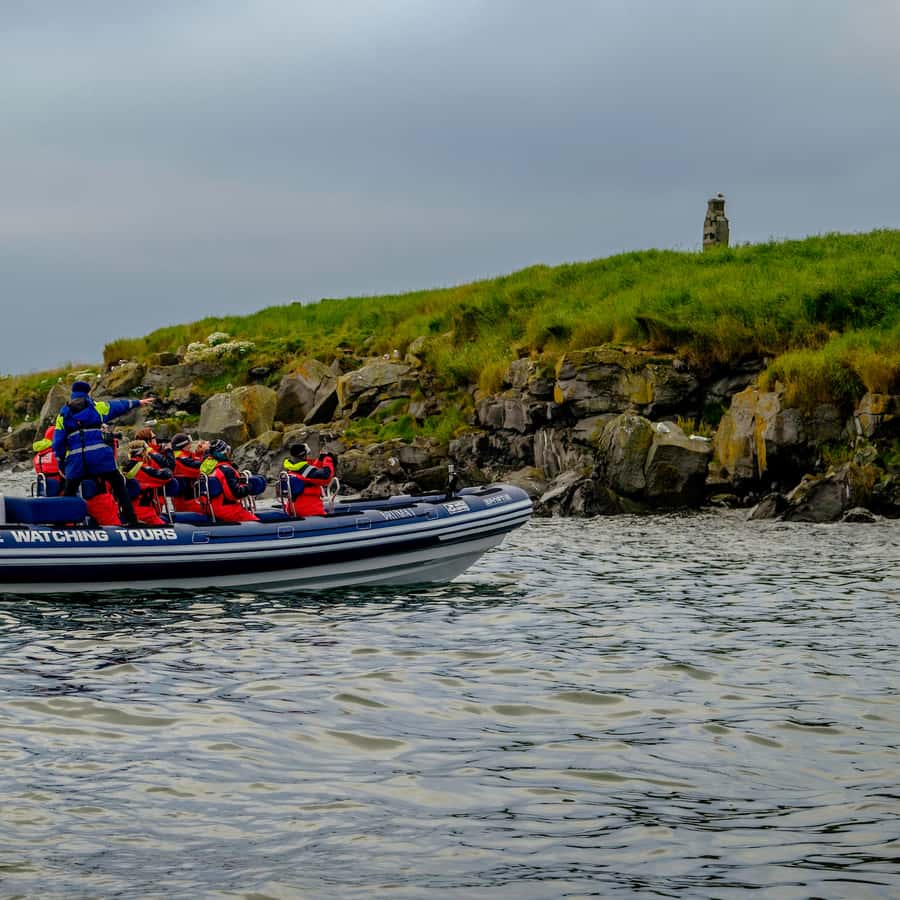 Reykjavik: Puffin Watching Tour