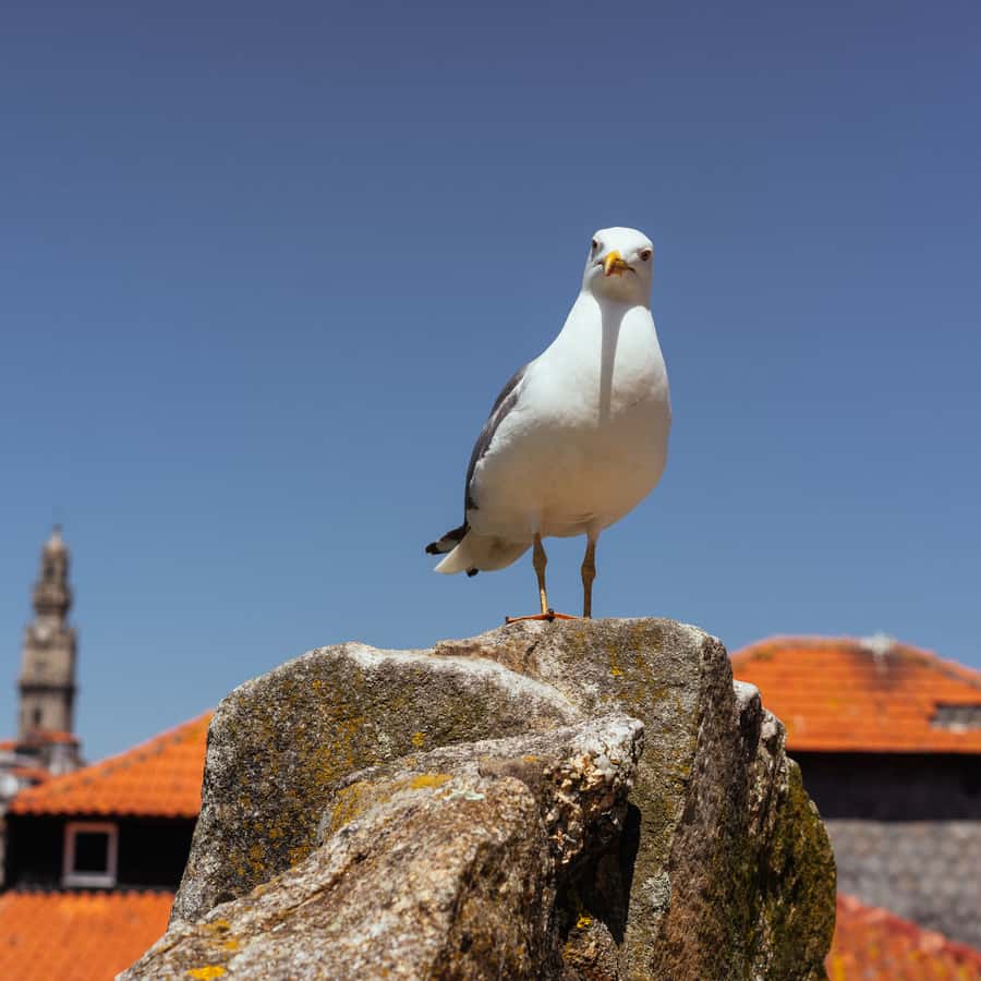 Colagem de mídia