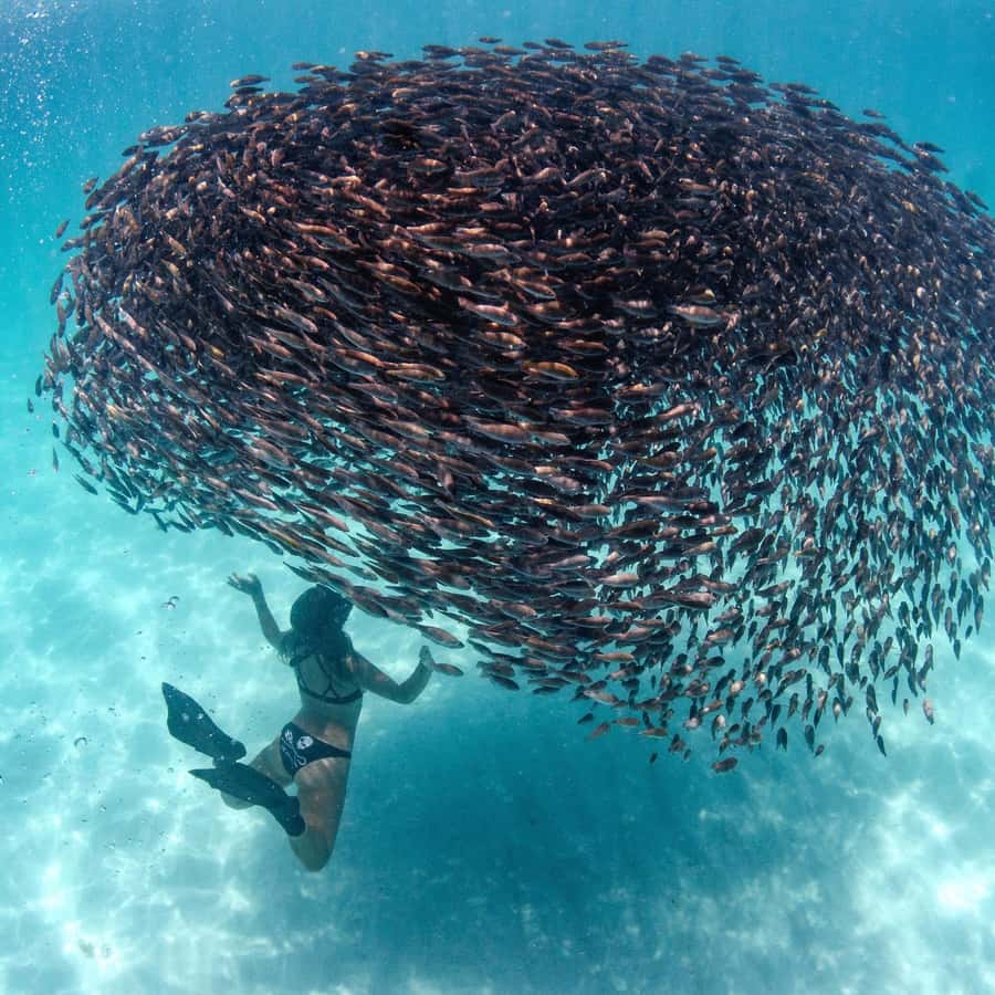 Galería de fotos para redes