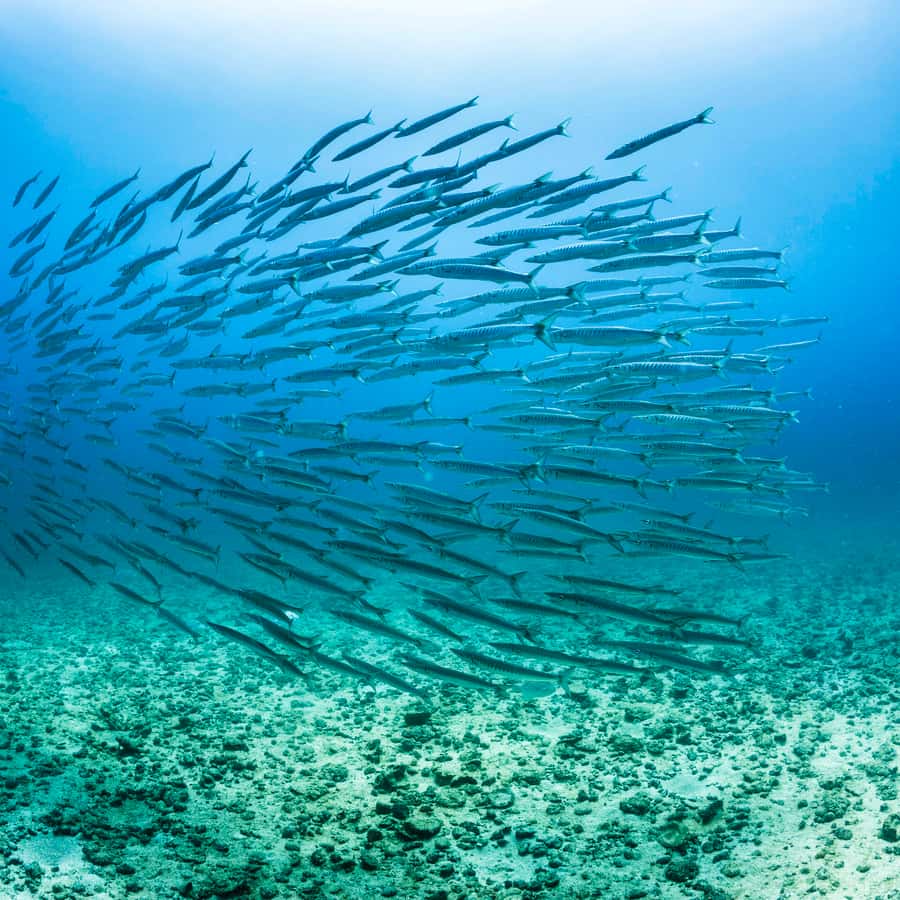 Cabo San Lucas: Snorkel, Lunch and Sail Experience