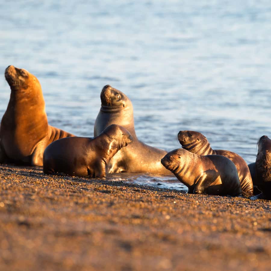 马德林港：巴尔德斯半岛，可选择观鲸| GetYourGuide, image size:900x900