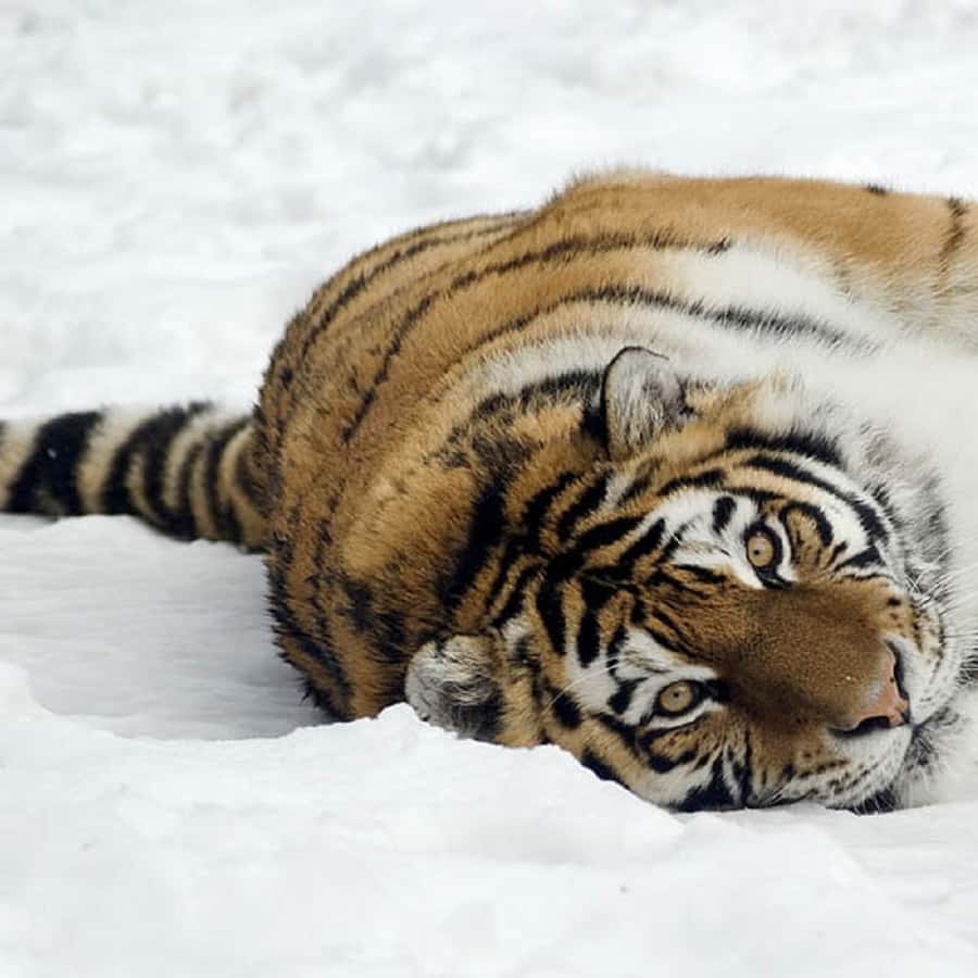Медиаколлаж