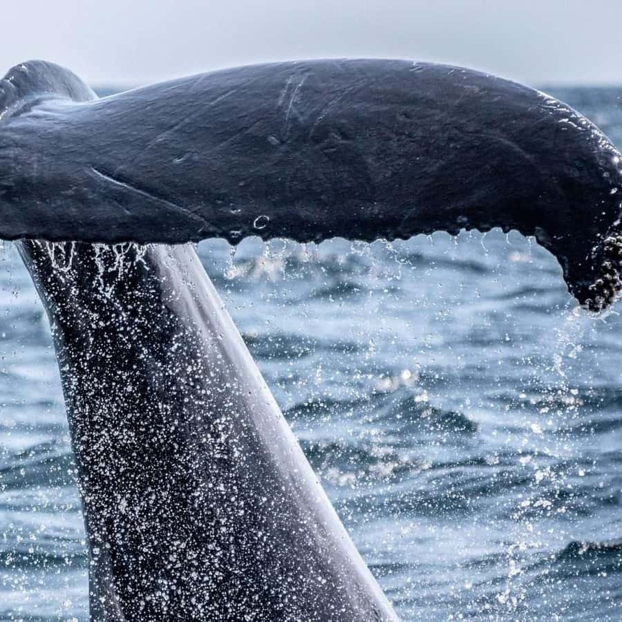 ザトウクジラ ウビタ：ザトウクジラ野生動物ウォッチング | GetYourGuide