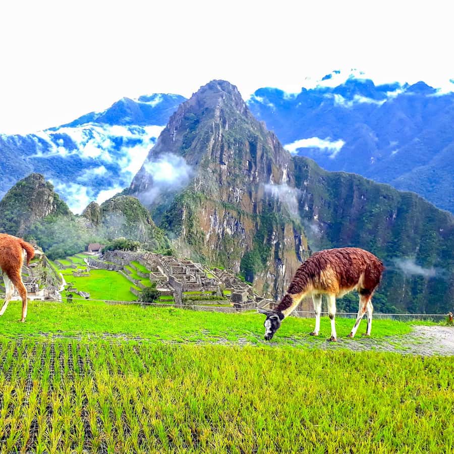 Galería de fotos para redes