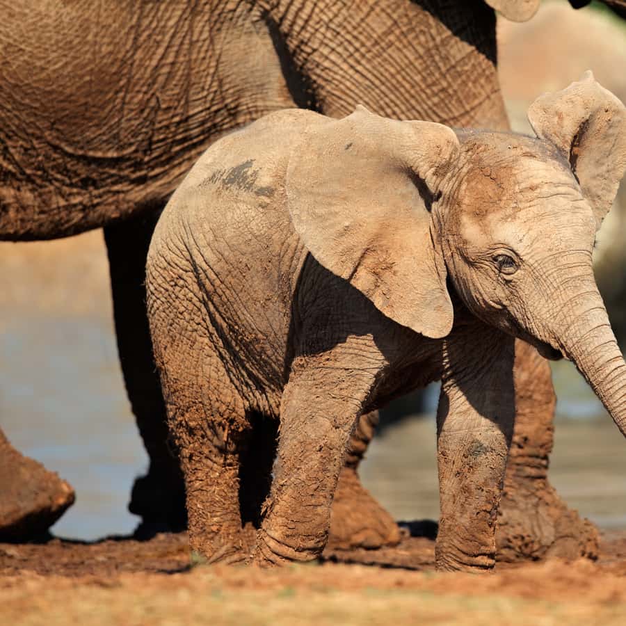 Vista Frontal De Elefante Grande Em Pé Com Presas Visíveis Em Majestosos  Estilo De Retrato Da, image size:900x900