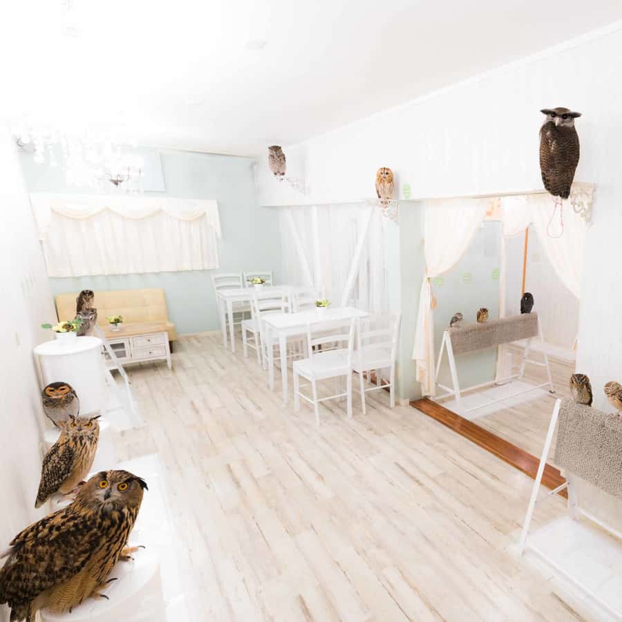 Owl Cafe Tokyo Akiba Fukurou
