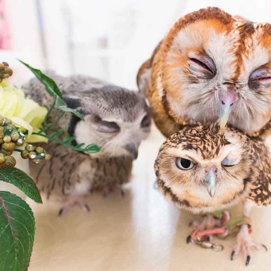 Owl Cafe Tokyo Akiba Fukurou