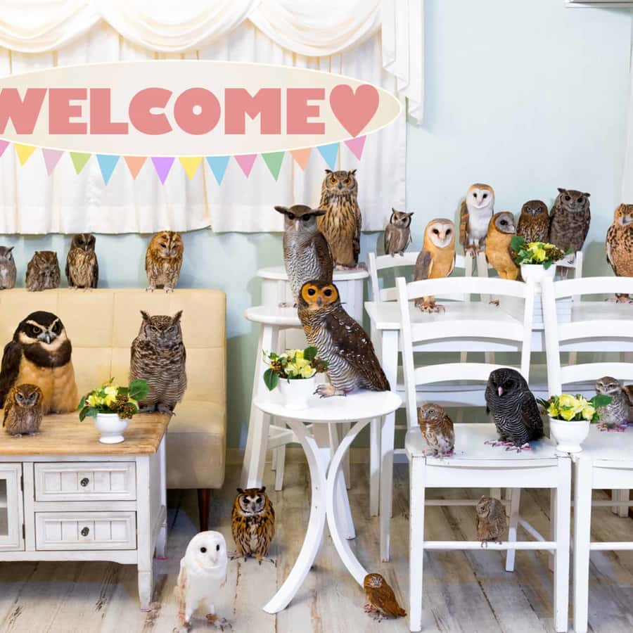 Owl Cafe Tokyo Akiba Fukurou