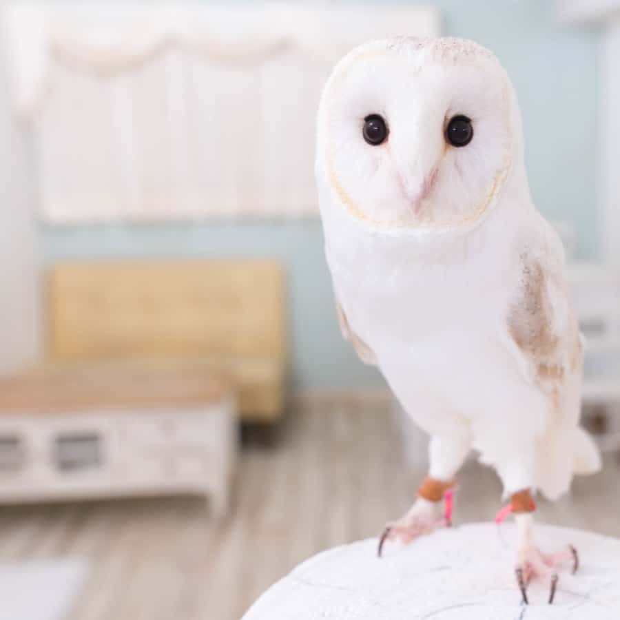 Owl Cafe Tokyo Akiba Fukurou