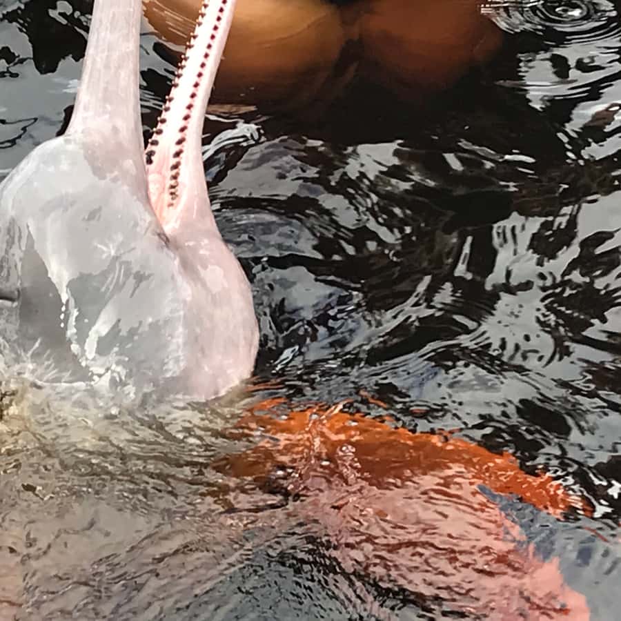 Manaus: 2-Day River Tour With Overnight Stay | GetYourGuide