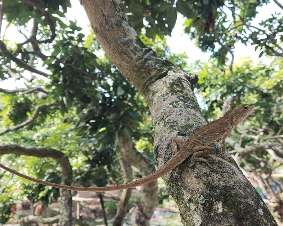 Galería de fotos para redes