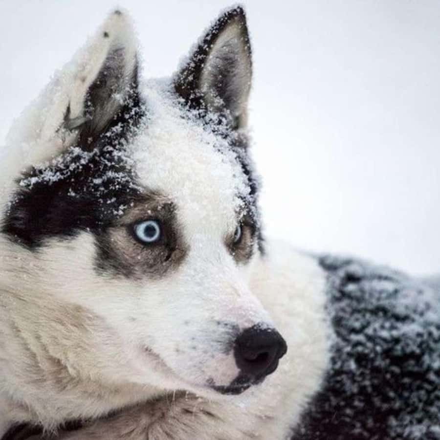 Медиаколлаж