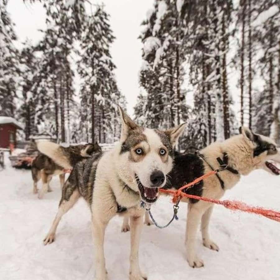 Медиаколлаж