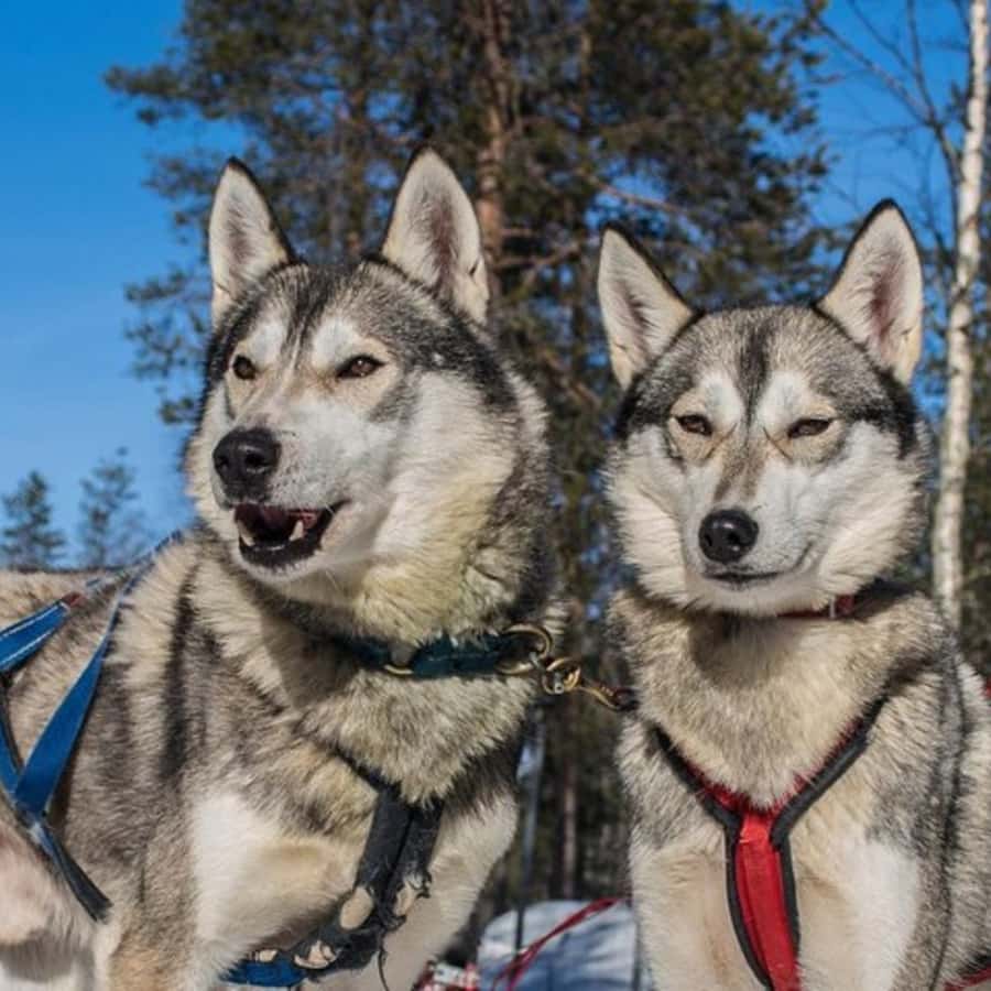 Медиаколлаж
