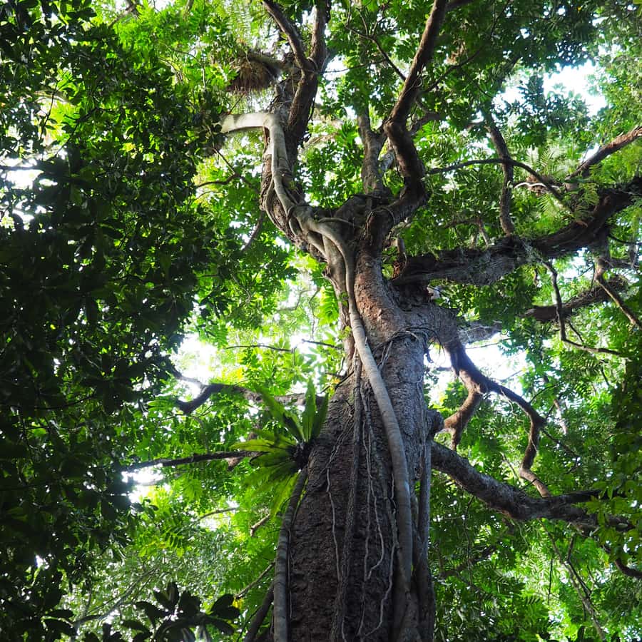 Mossman Gorge: Day Tour with River Drift Experience