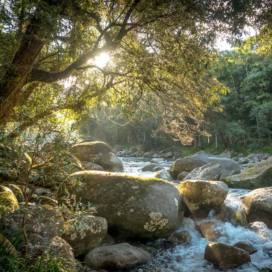 Mossman Gorge: Day Tour with River Drift Experience
