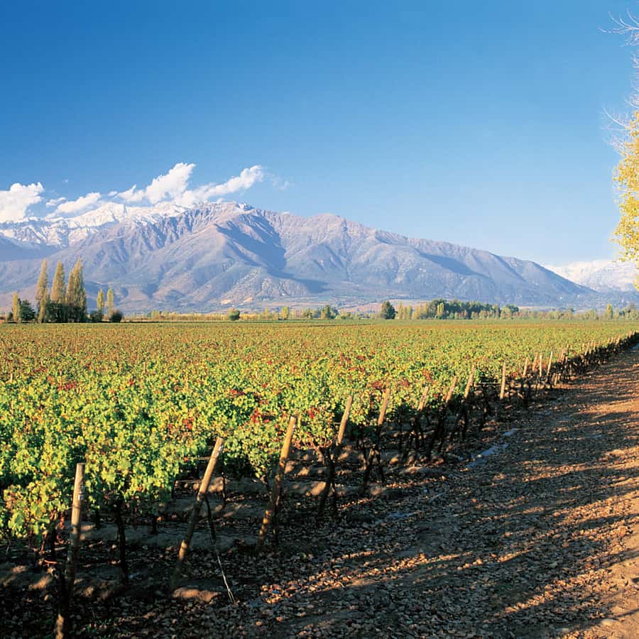 Santiago: Main Chilean Wineries Private Half-Day Tours GetYourGuide