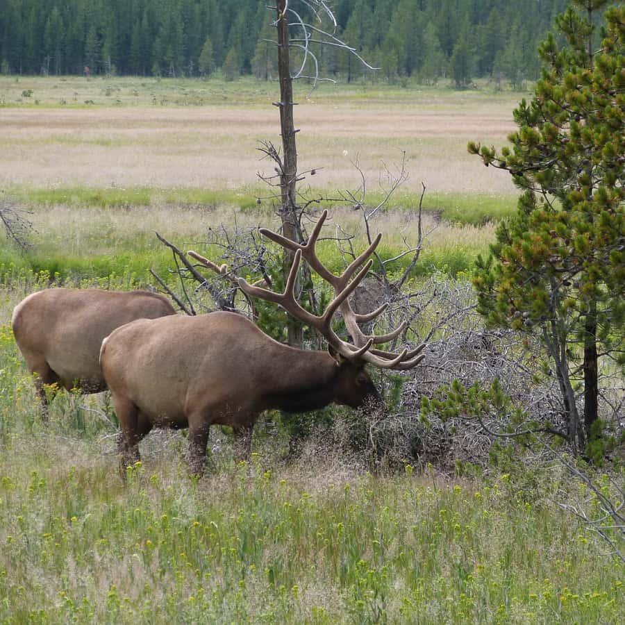From Jackson: Half-Day Grand Teton National Park Tour