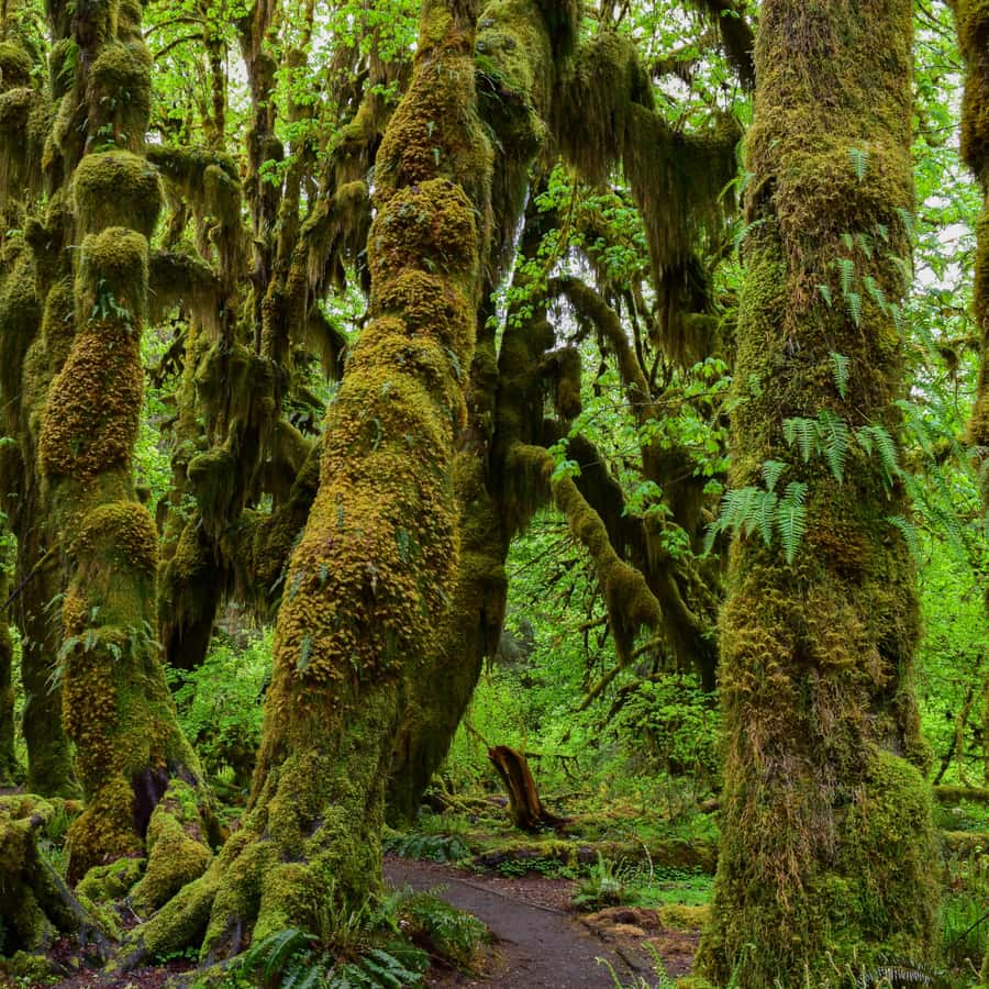 Olympic National Park: Hoh Rain Forest and Rialto Beach Tour