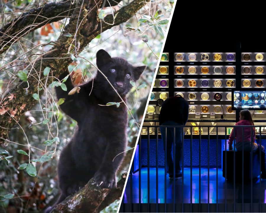 Mediencollage