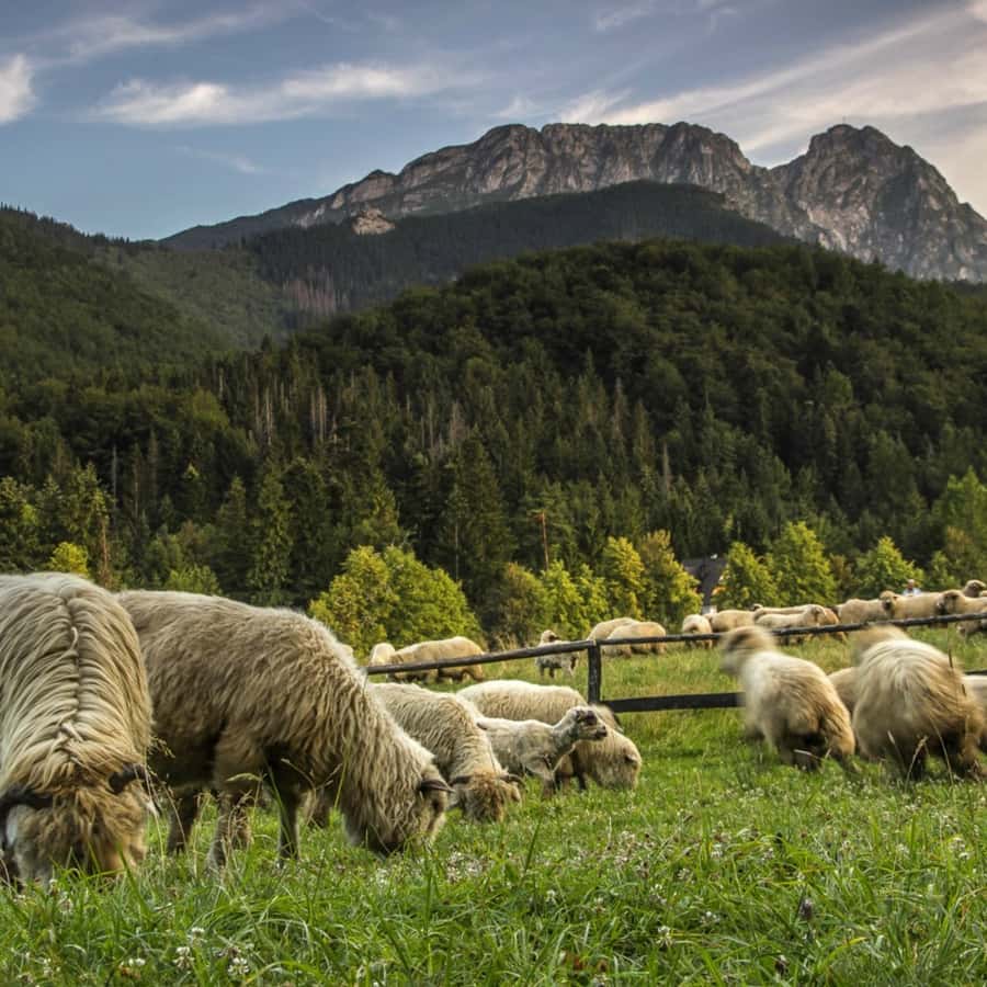 Galería de fotos para redes