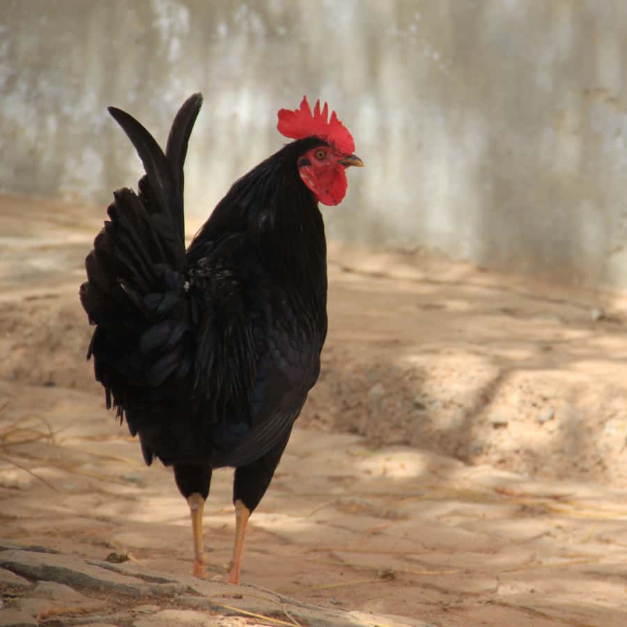 Colagem de mídia