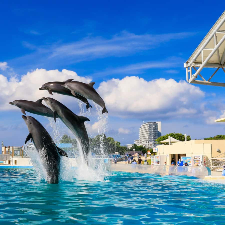 From Okinawa: Churaumi Aquarium & Cape Manzamo 1-Day Tour