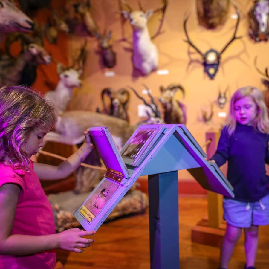 Buckhorn Saloon & Museum / Texas Ranger Museum Entry Ticket