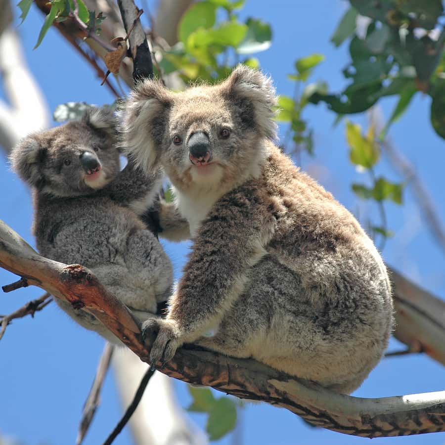 From Melbourne: Great Ocean Road and Wildlife Tour